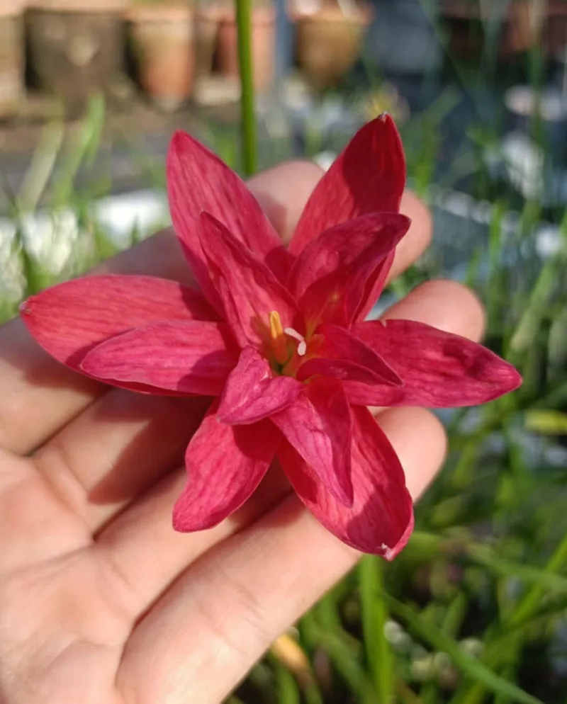 Rain Lily crown beryl β photo 1