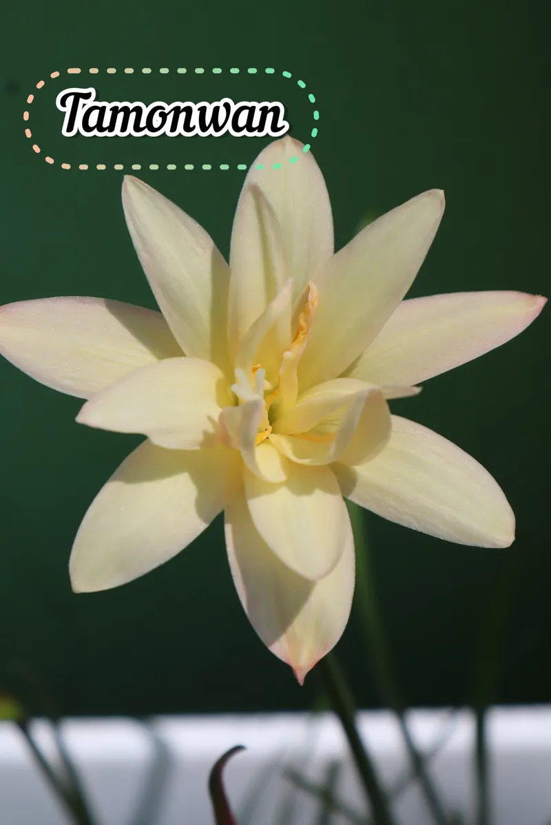 Rain Lily Tamonwan β photo 2