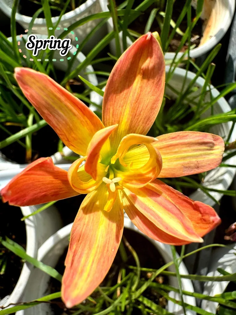 Rain Lily Spring β photo 2