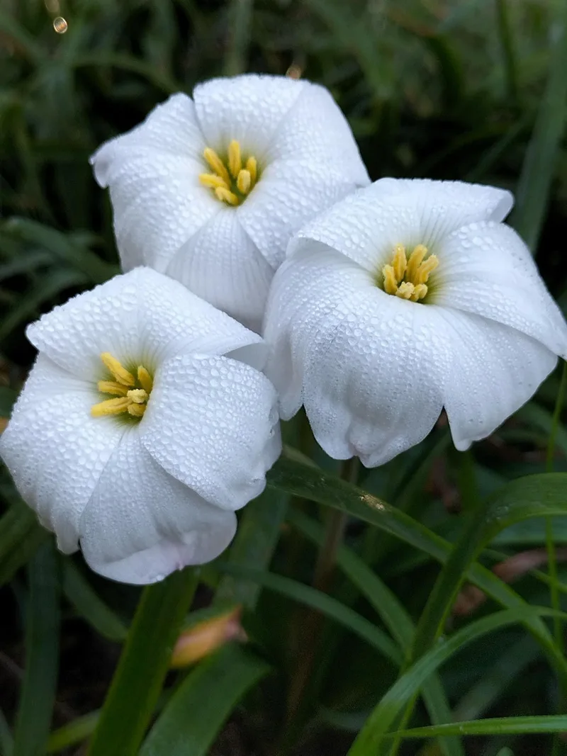 Rain Lily Floating Clouds β photo 1