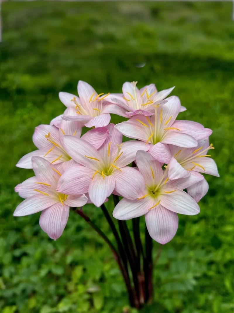 Rain Lily Giant White β photo 1