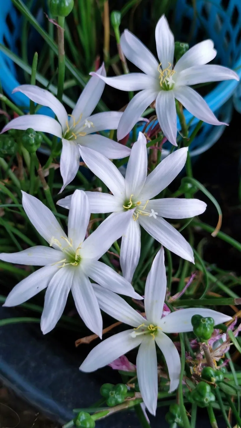 Rain Lily twinkle strain β photo 2