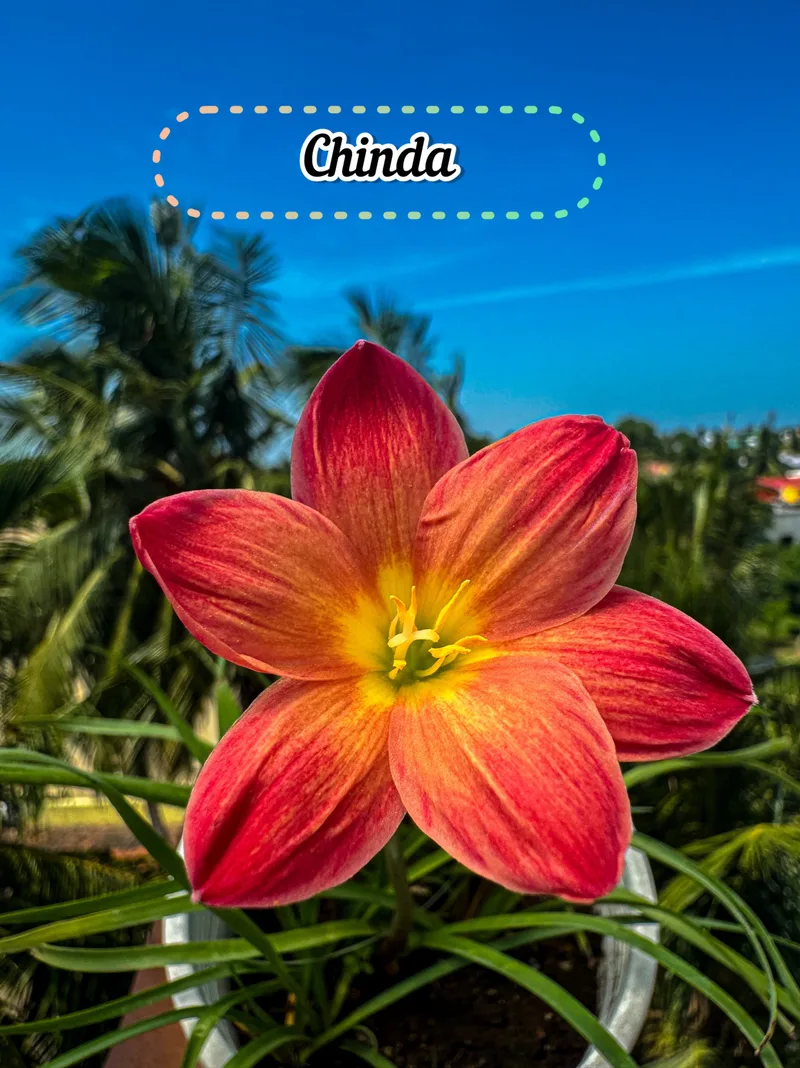 Rain Lily Chinda β photo 2