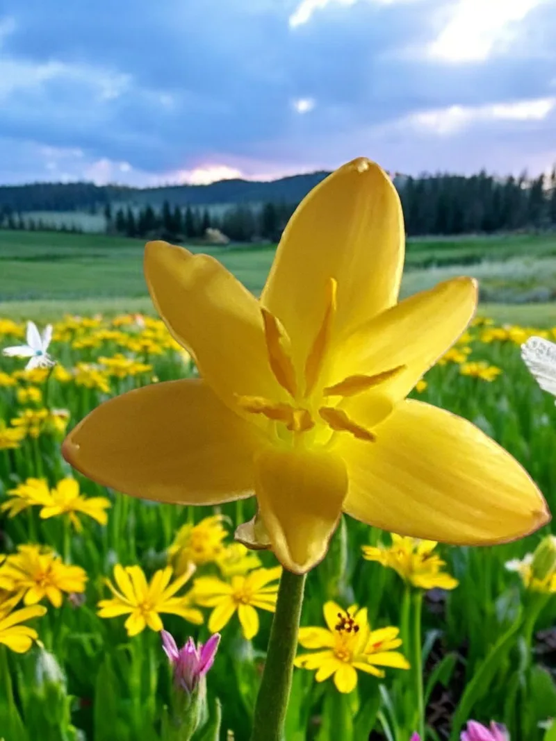 Rain Lily Primulina β photo 1