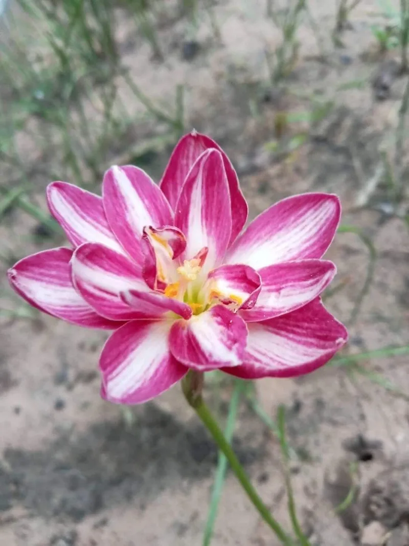 Rain Lily Pornratana β photo 2