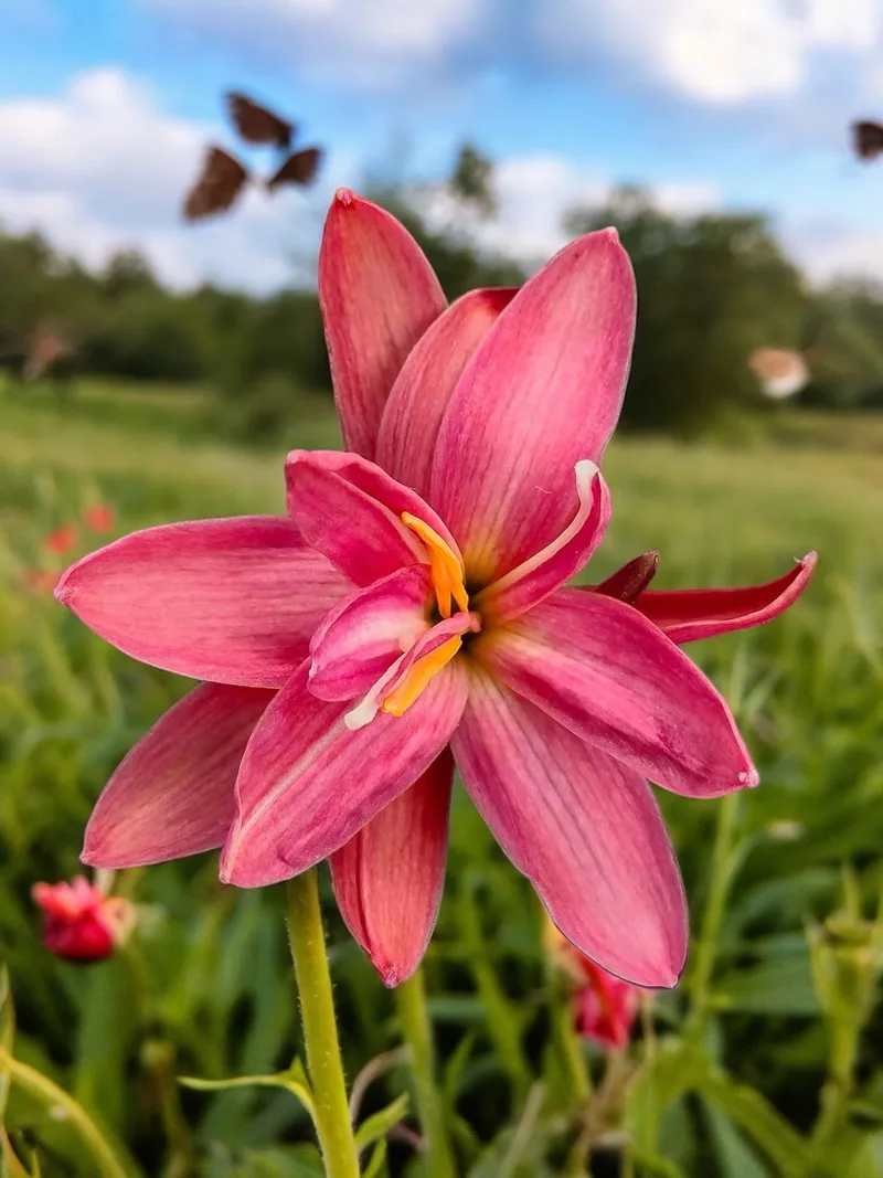 Rain Lily Viola β photo 1