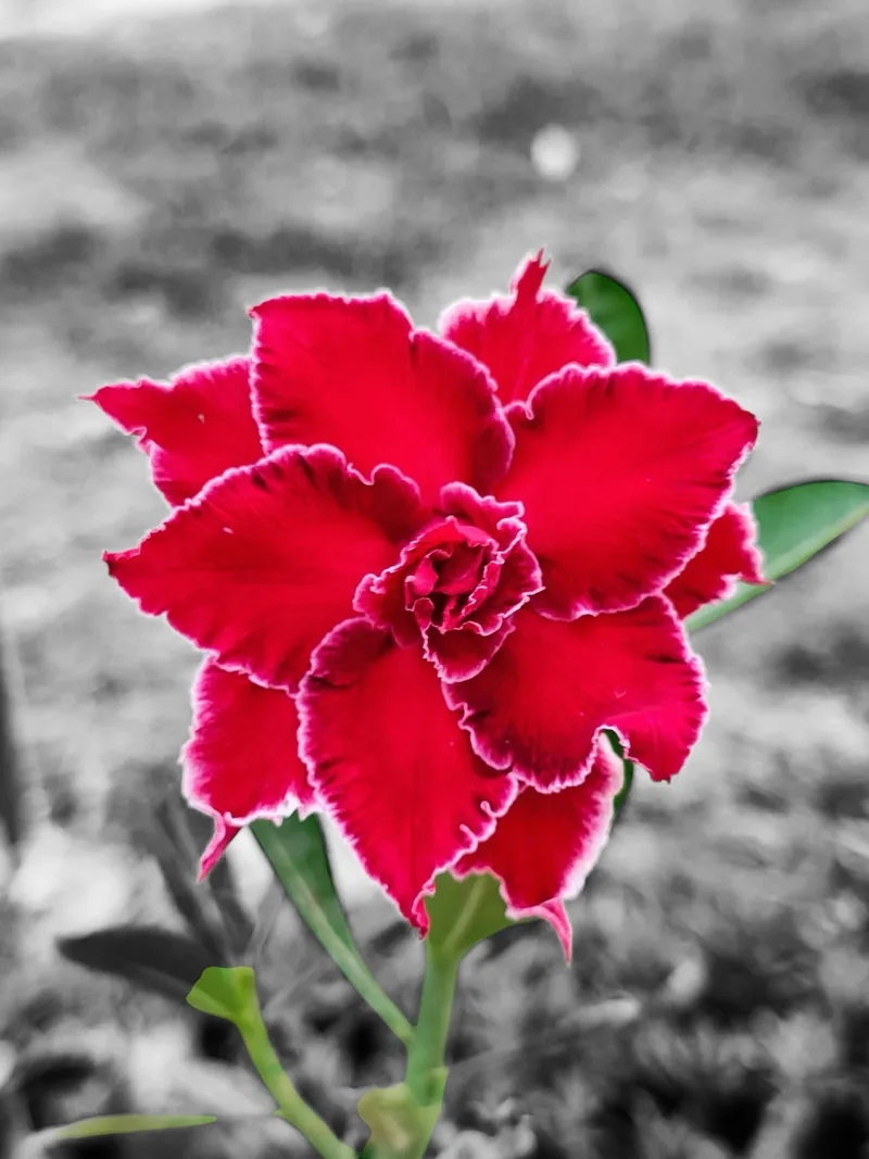 Adenium