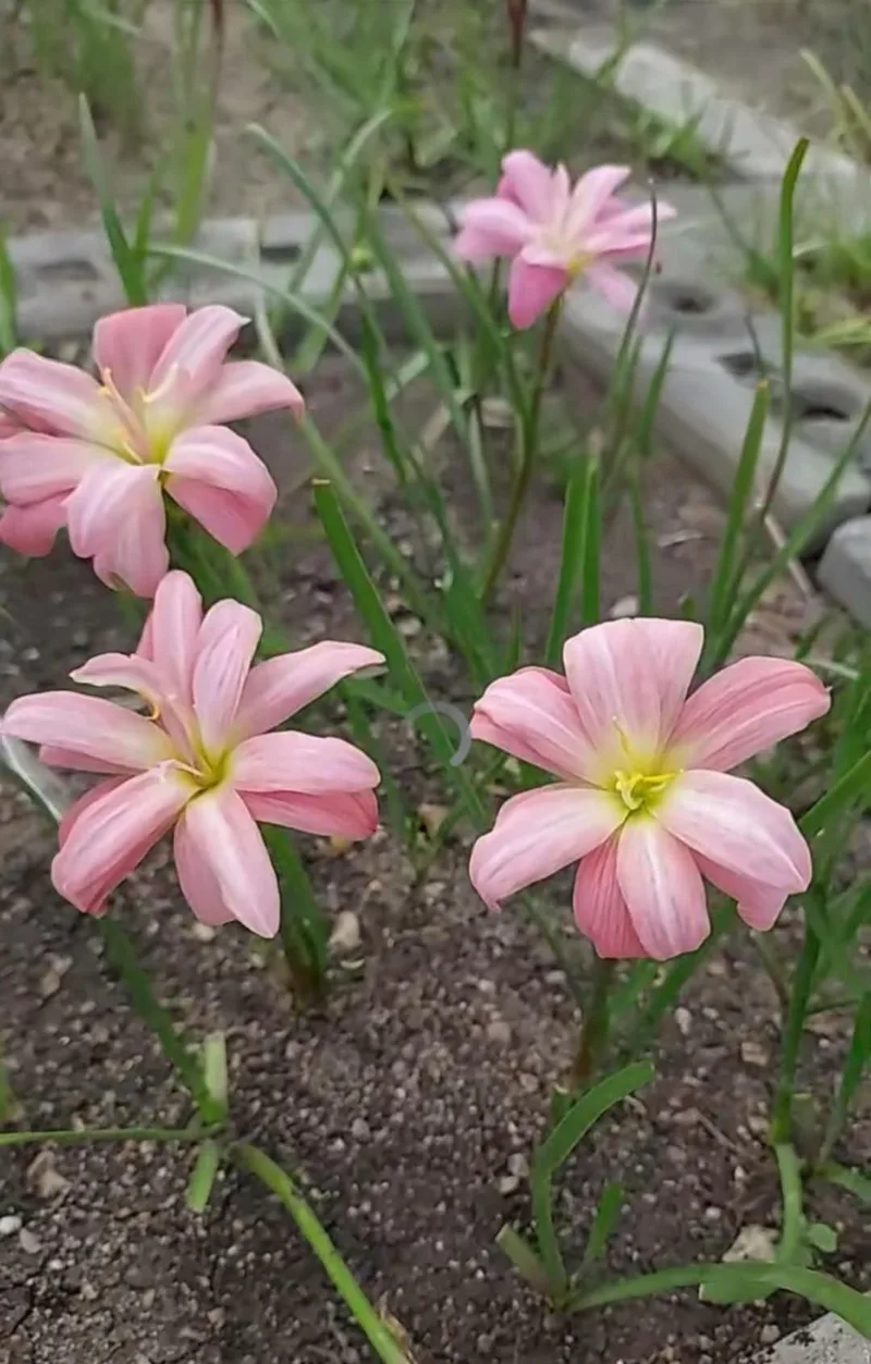 Rain Lily Silapink