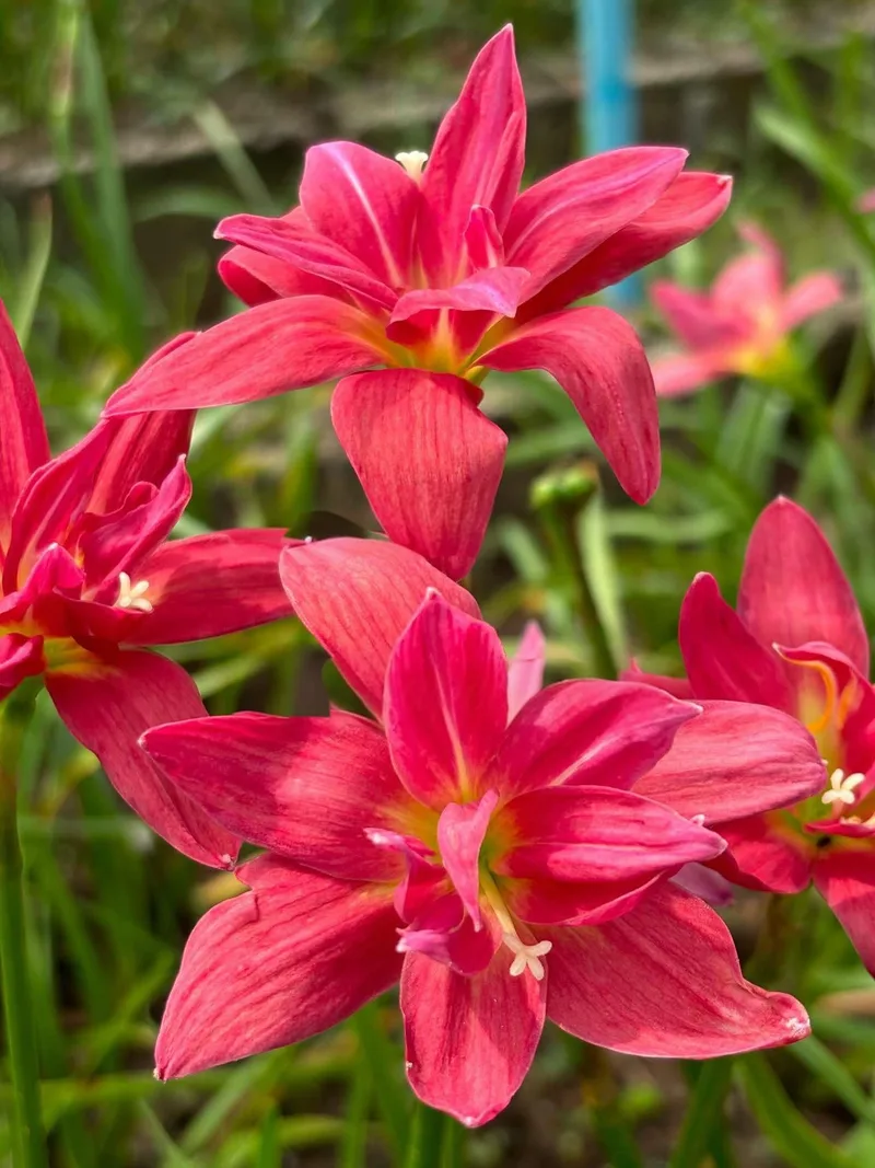 Rain Lily Sarapee Red β photo 1