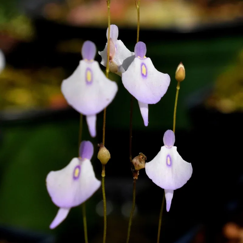Utricularia Pubescens β photo 2