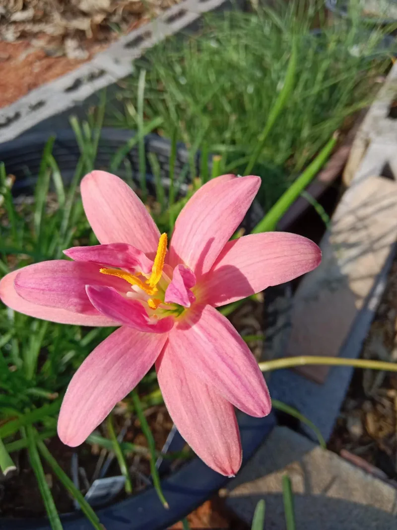 Rain Lily Lady Pink β photo 2