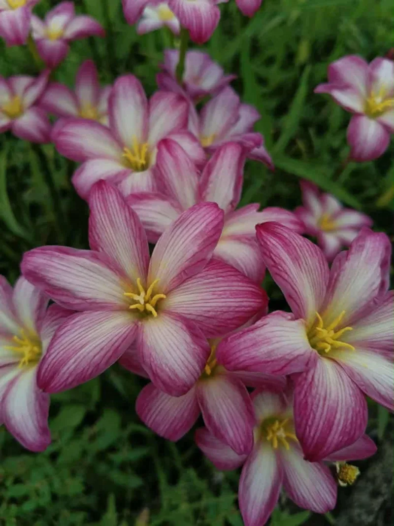 Rain Lily Candy Pink β photo 1