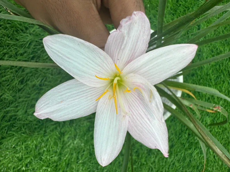 Rain Lily Giant White β photo 2
