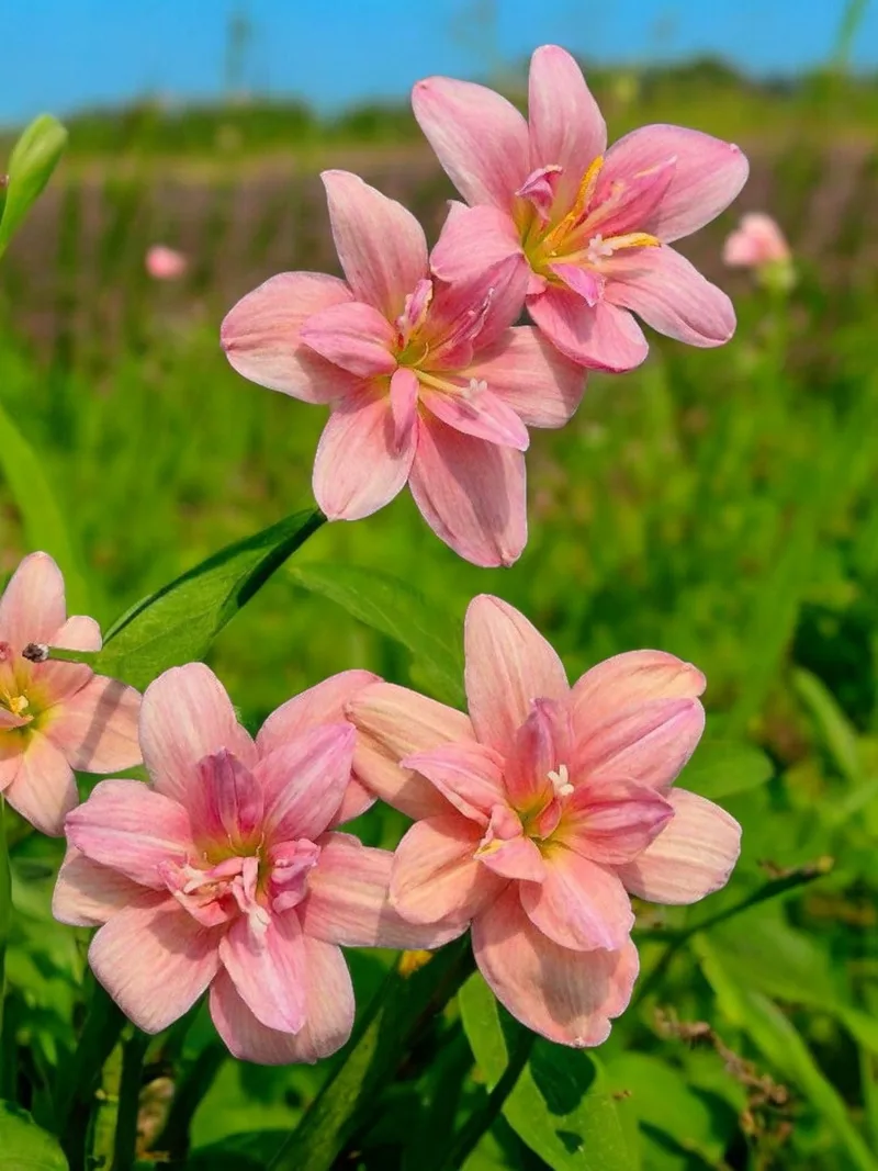 Rain Lily New Year β photo 1