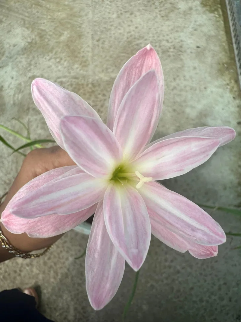 Rain Lily Cool Milk β photo 2