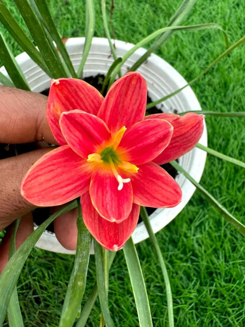 Rain Lily Srisawat β photo 2
