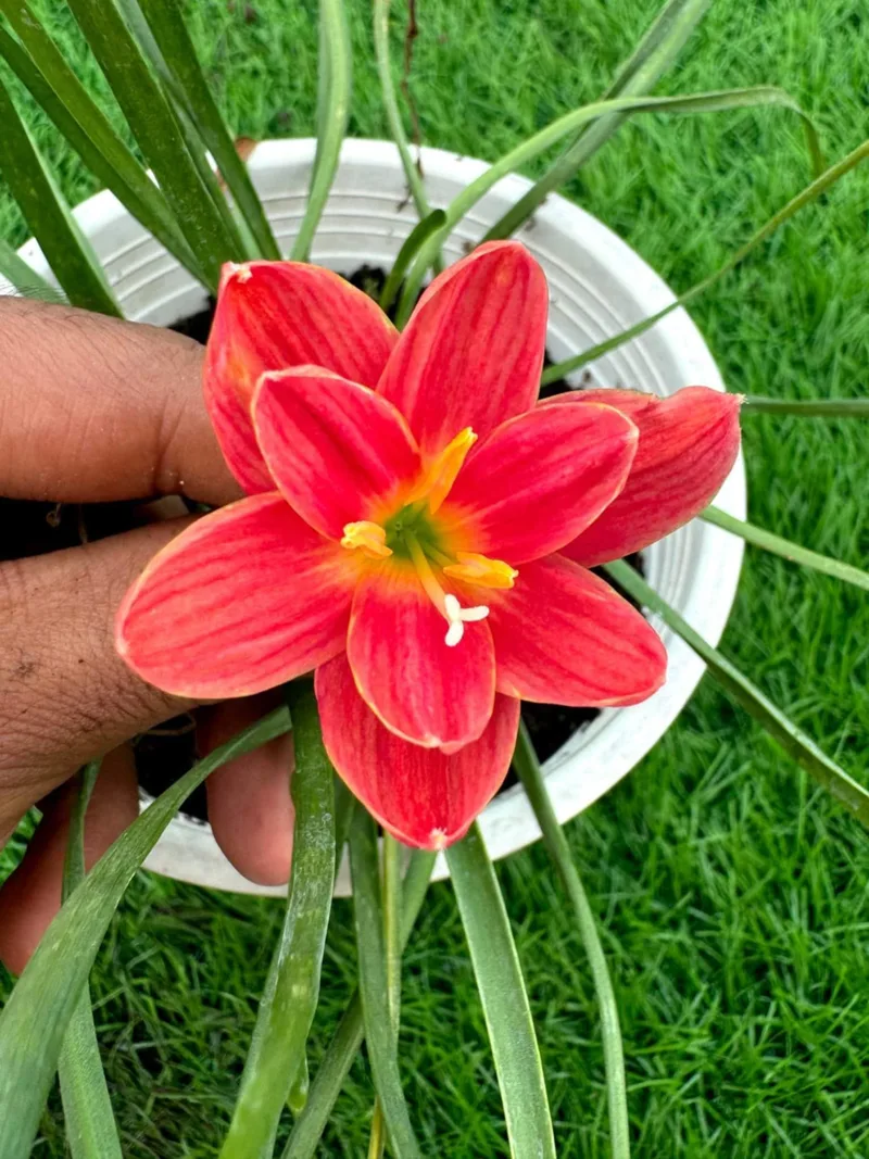 Rain Lily Srisawat β photo 3