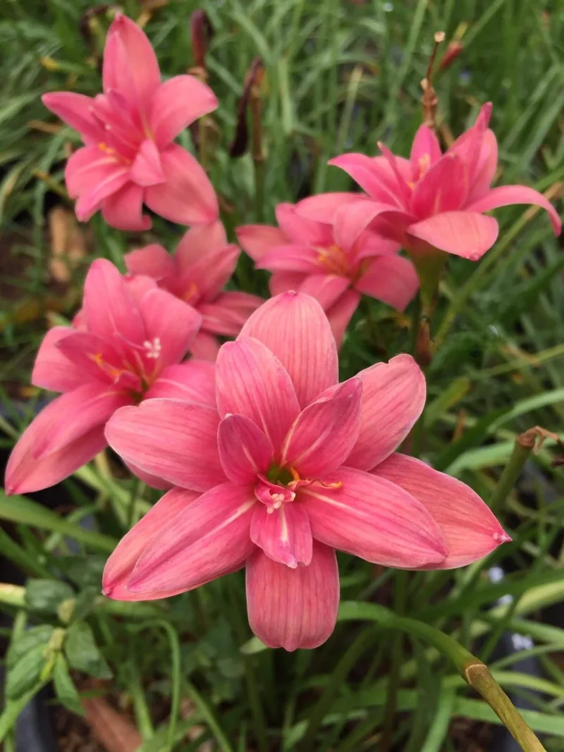 Rain Lily Pink Ruby β photo 3