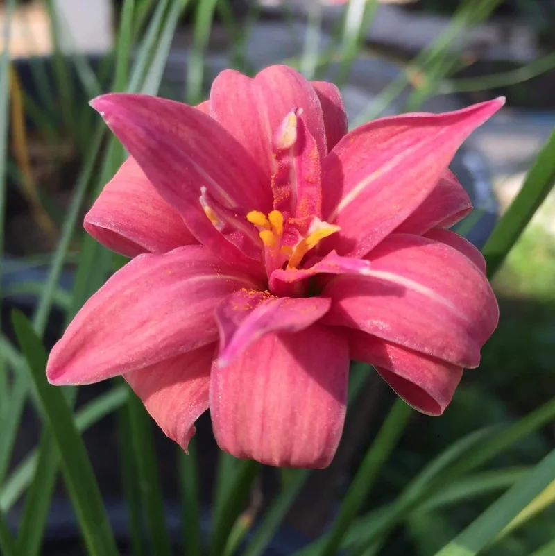 Rain Lily Pink Ruby β photo 2