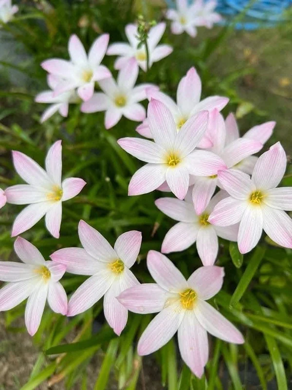 Rain Lily First 5 — Beginner Set — photo 1