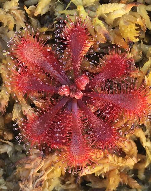 Drosera