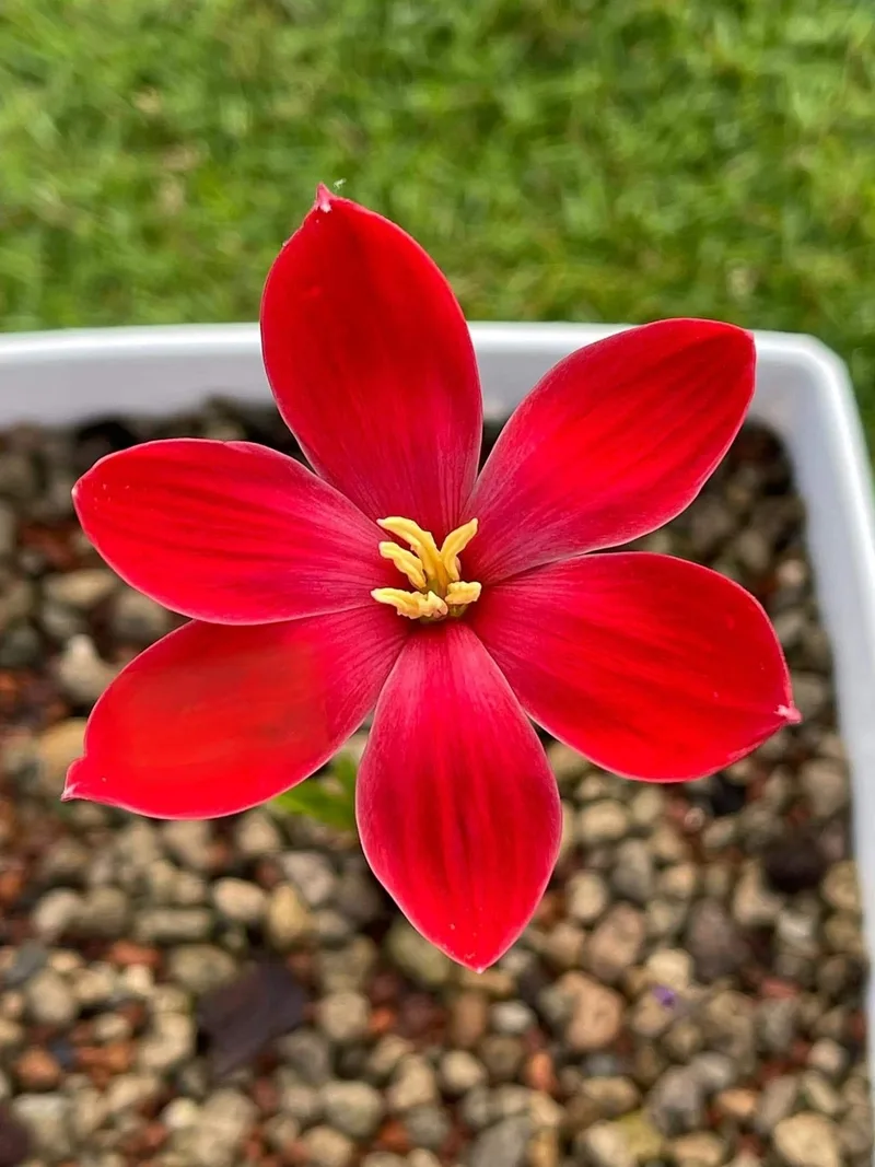Rain Lily Heart flutter β photo 2