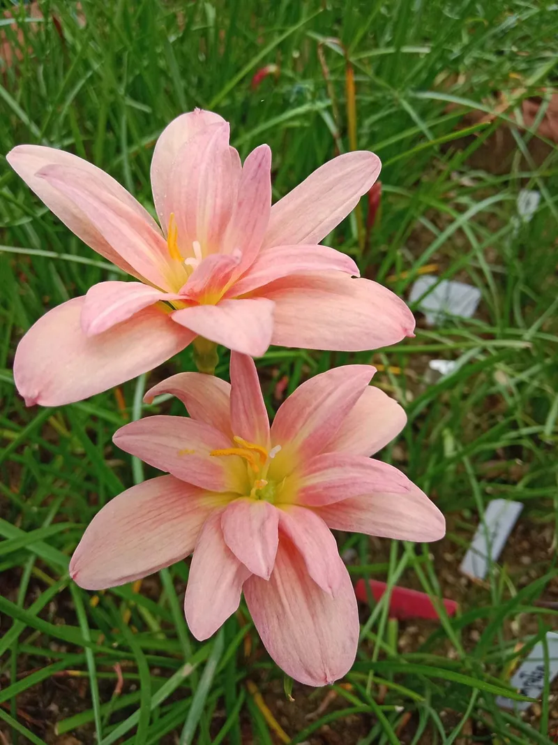 Rain Lily New Year β photo 2