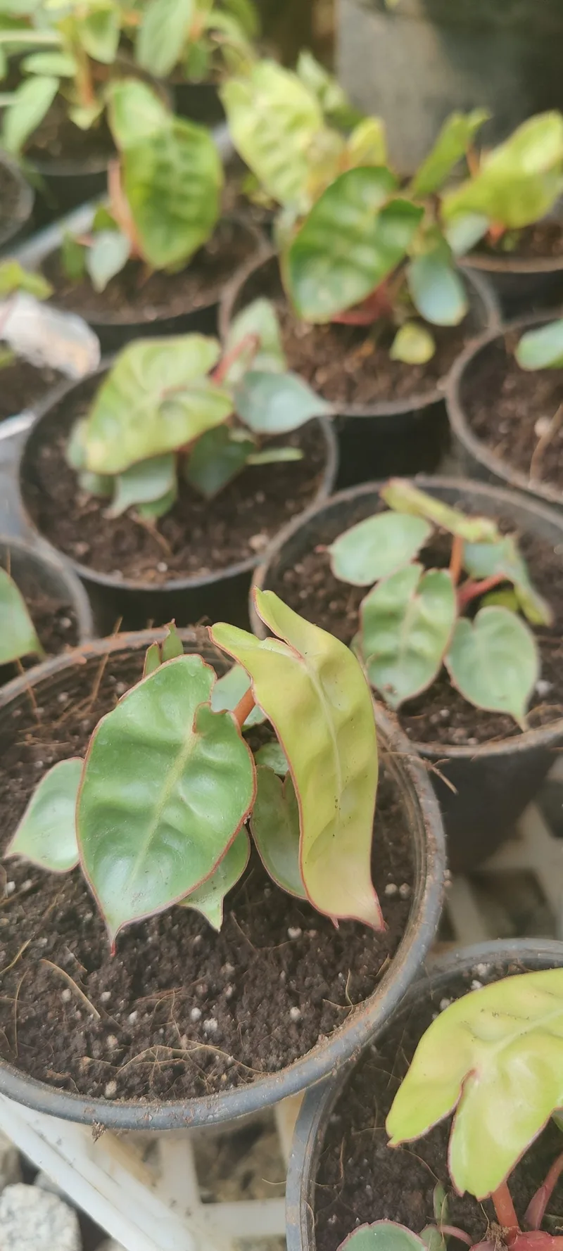 Philodendron Billietiae β photo 1