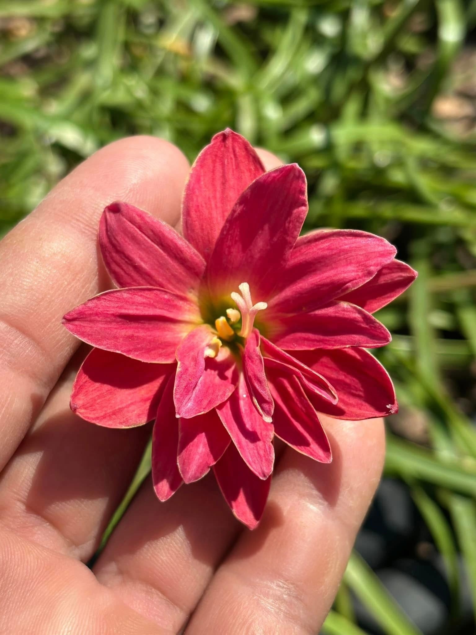 Rain Lily silver edge