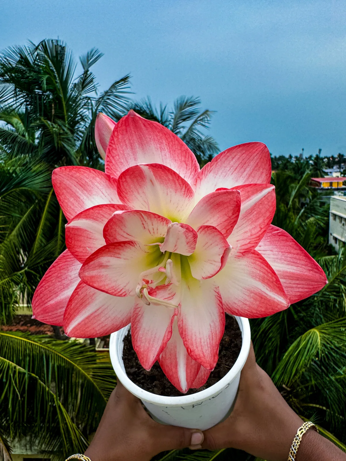 Amaryllis Blossom Peacock