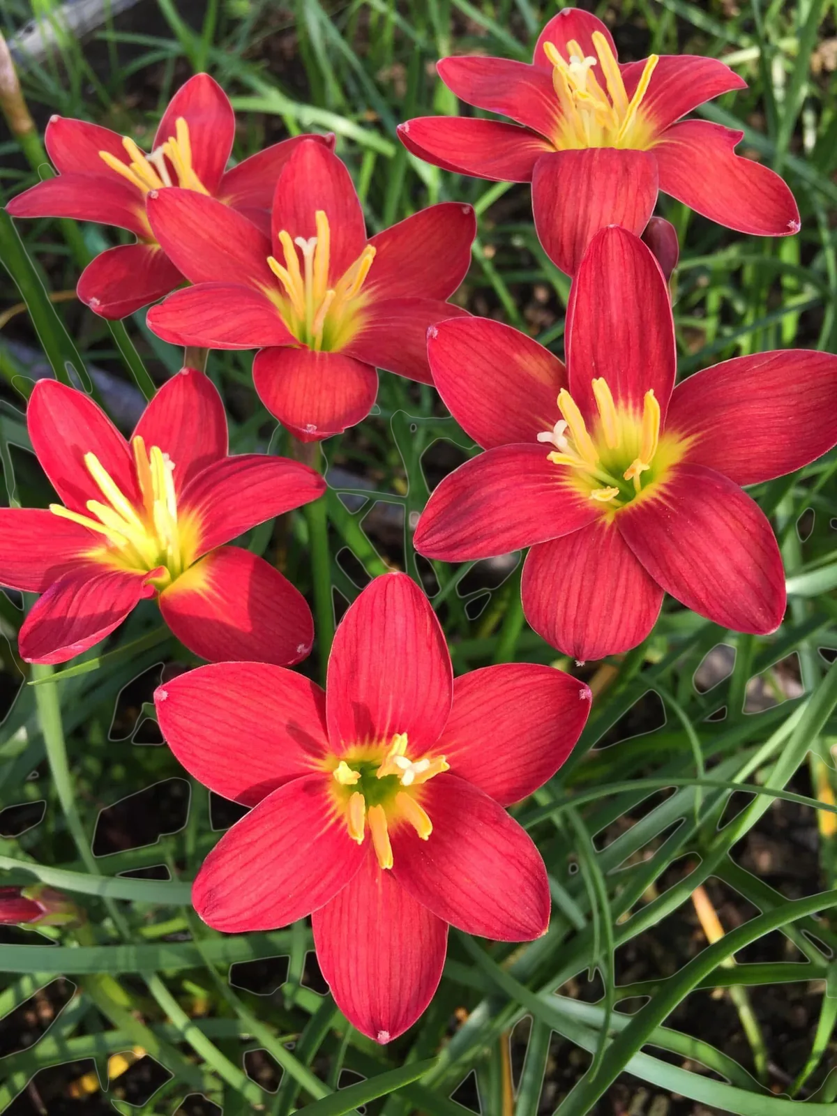 Rain Lily Red Ayothaya