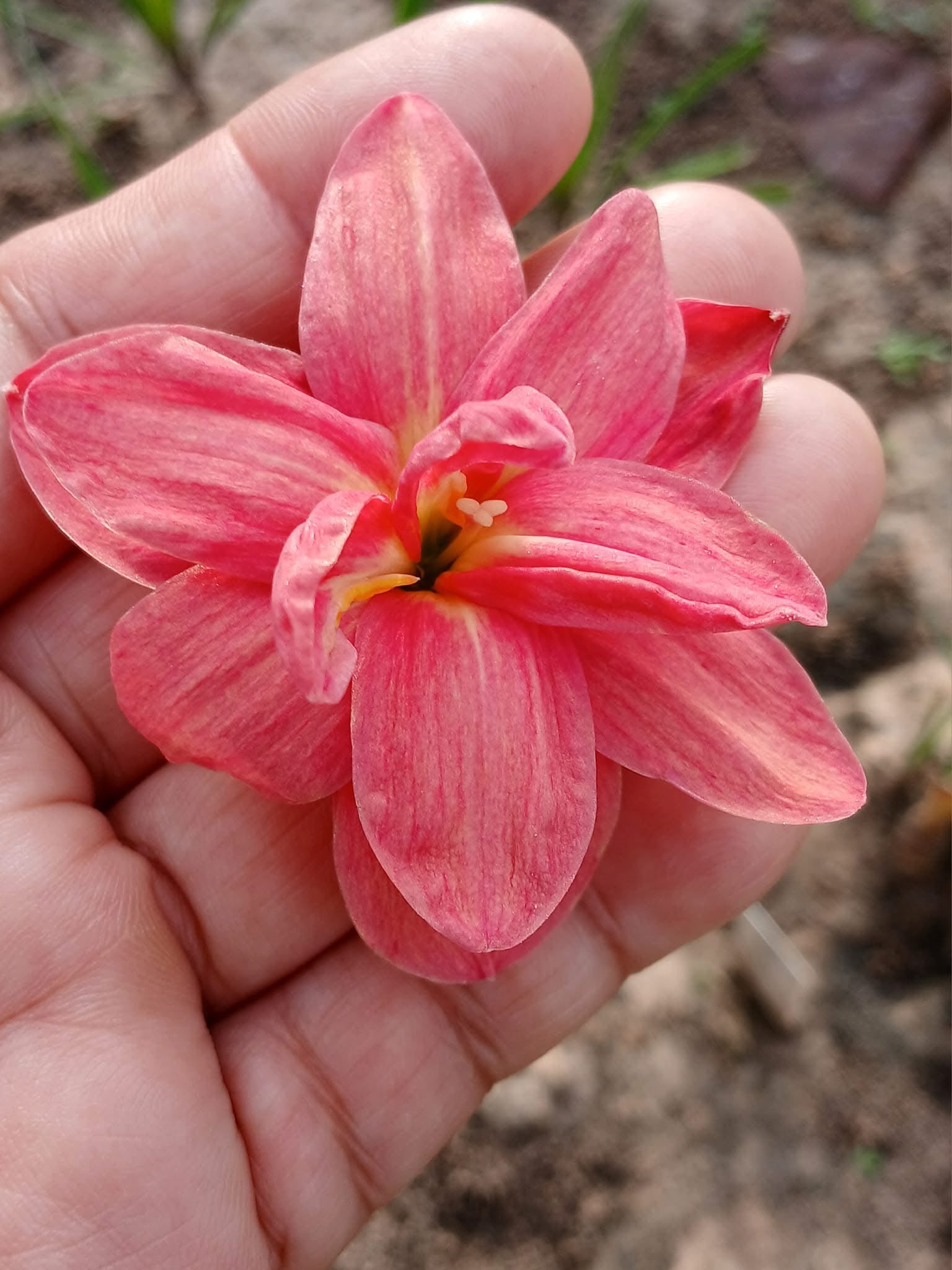 Rain Lily Nalinthara