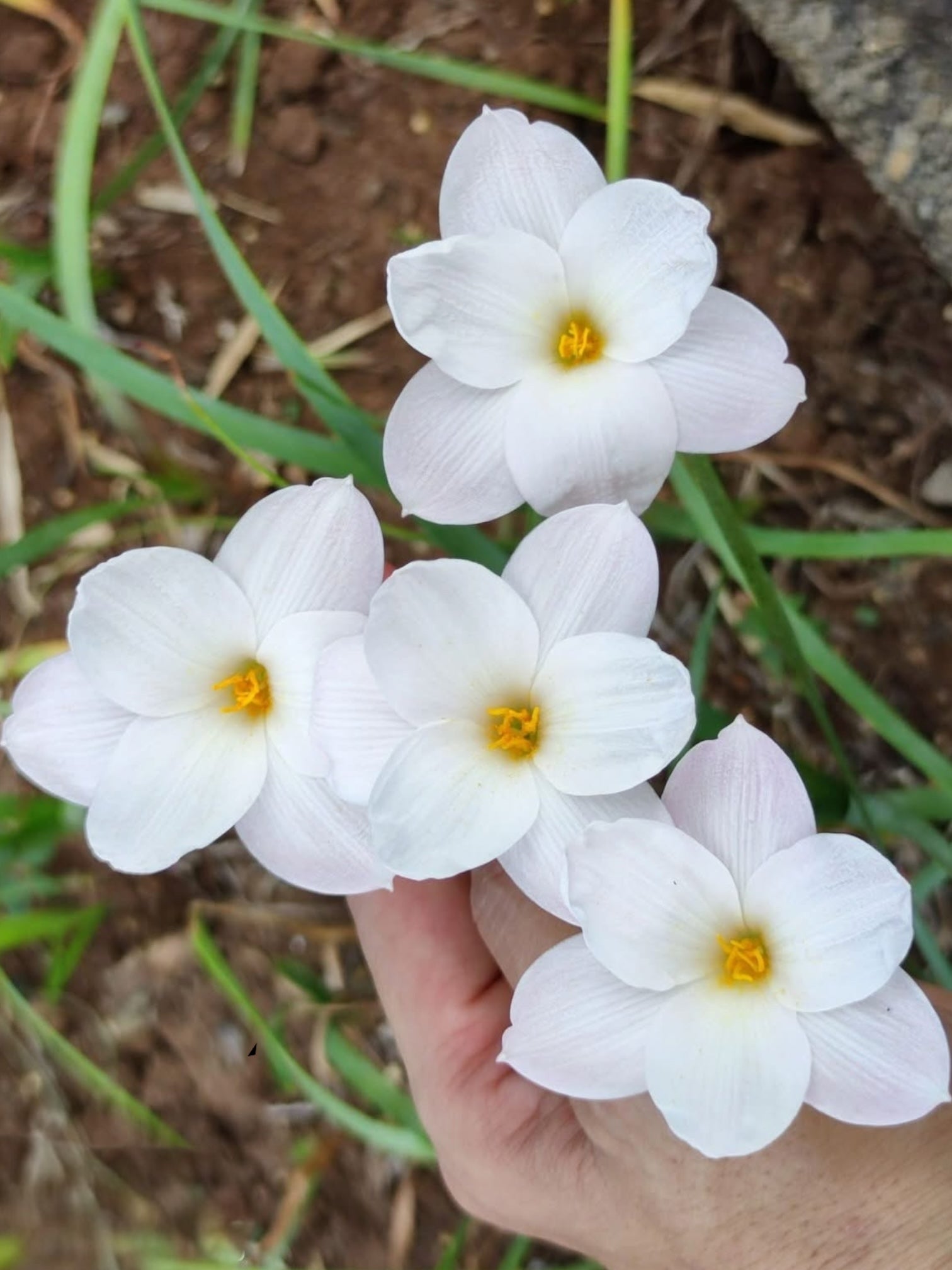 Vibrant 10-Colour Rain Lily Pack