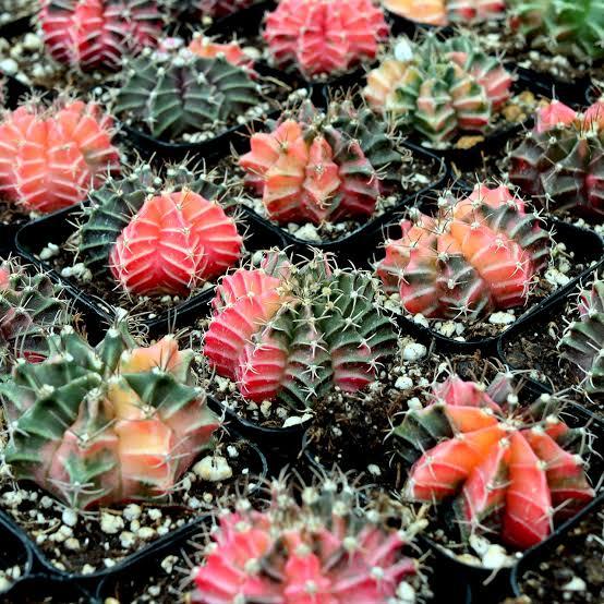 Cactus Gymnocalycium Mihanovichii Variegata ( Bare root )