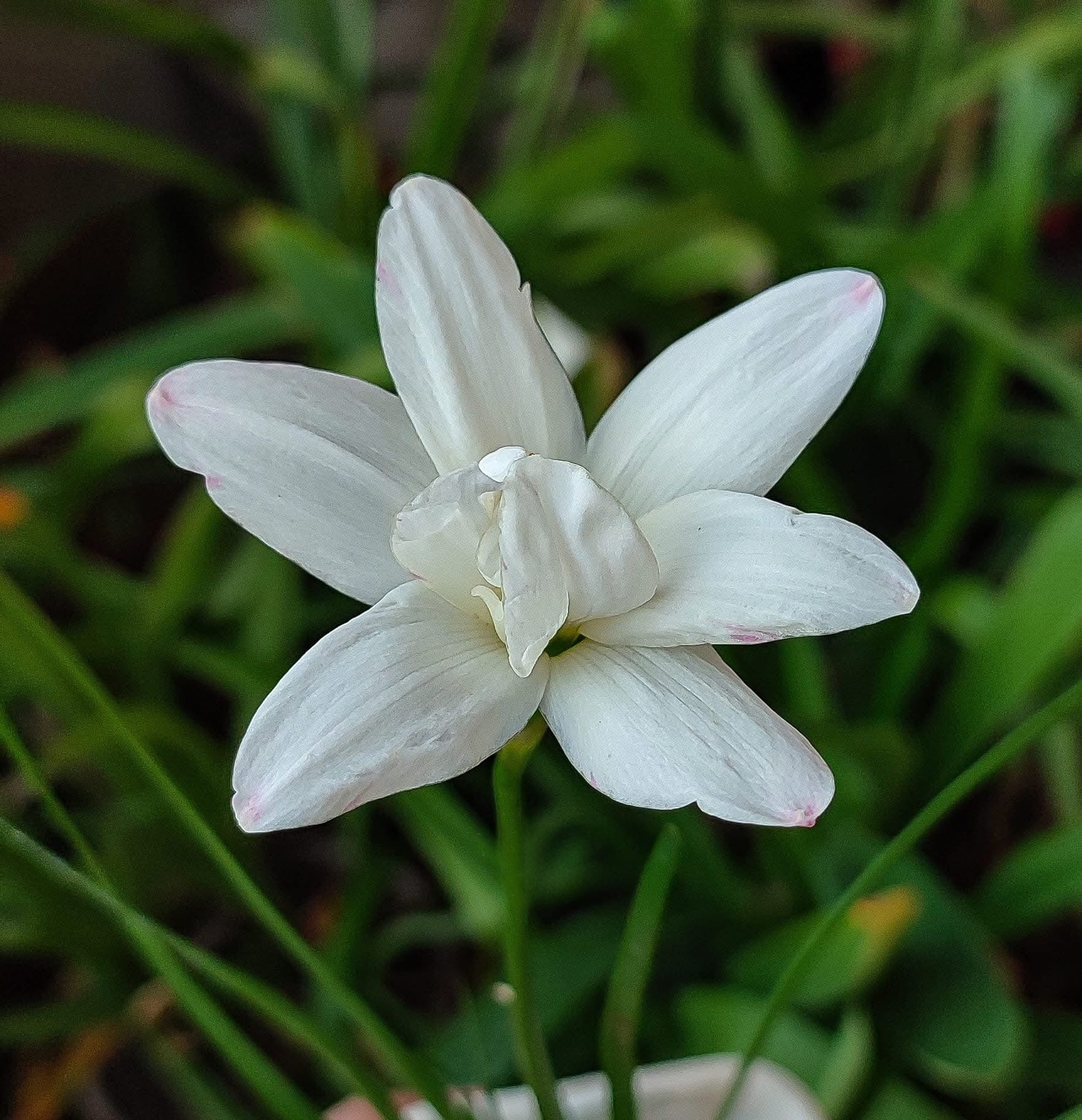 Rain Lily White Rabbit