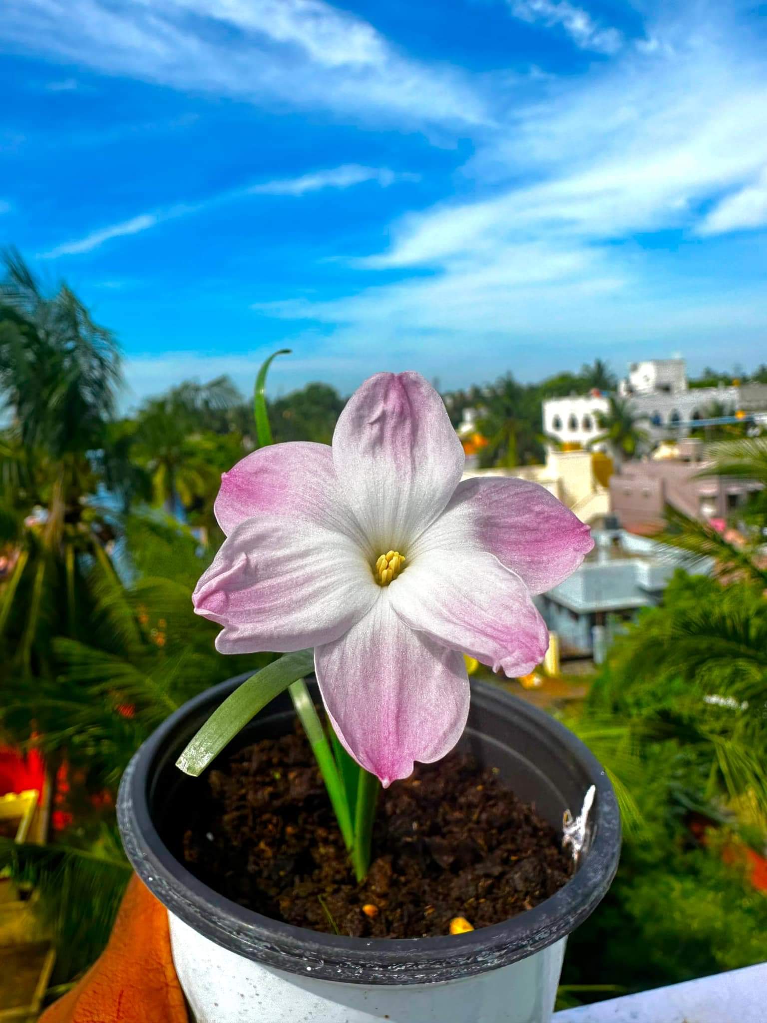Rain Lily Lily Pie