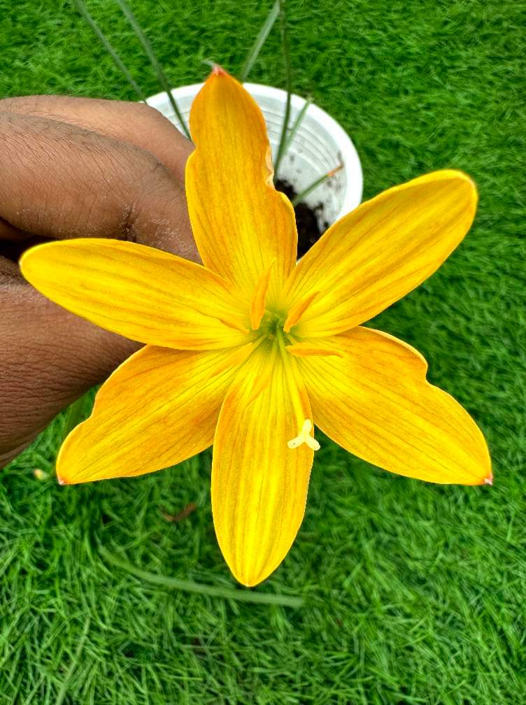 Rain Lily Mango delight 200