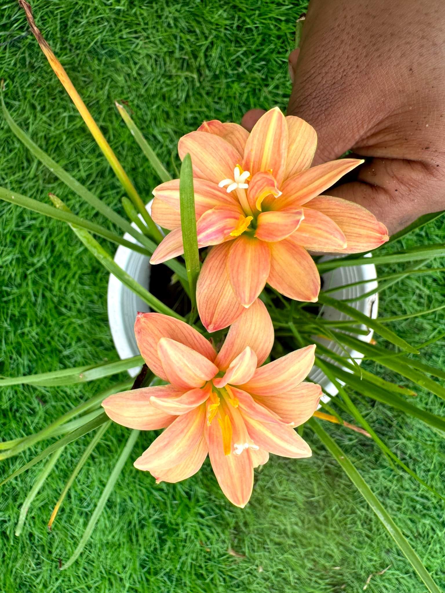 Rain Lily Orange Spy