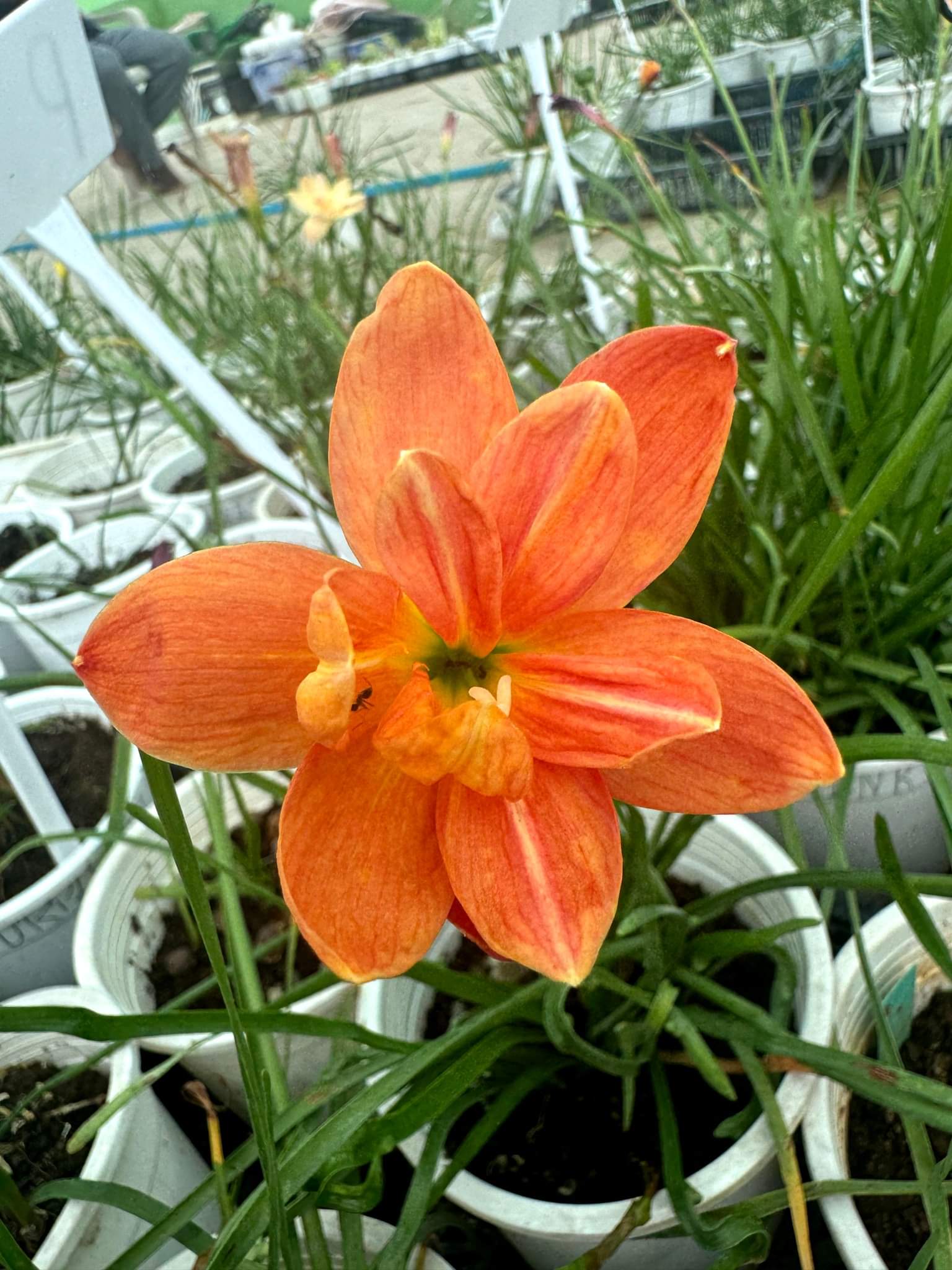 Rain Lily Passion