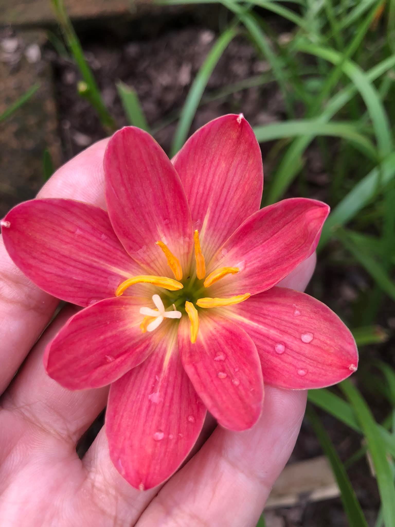 Rain Lily Red candy