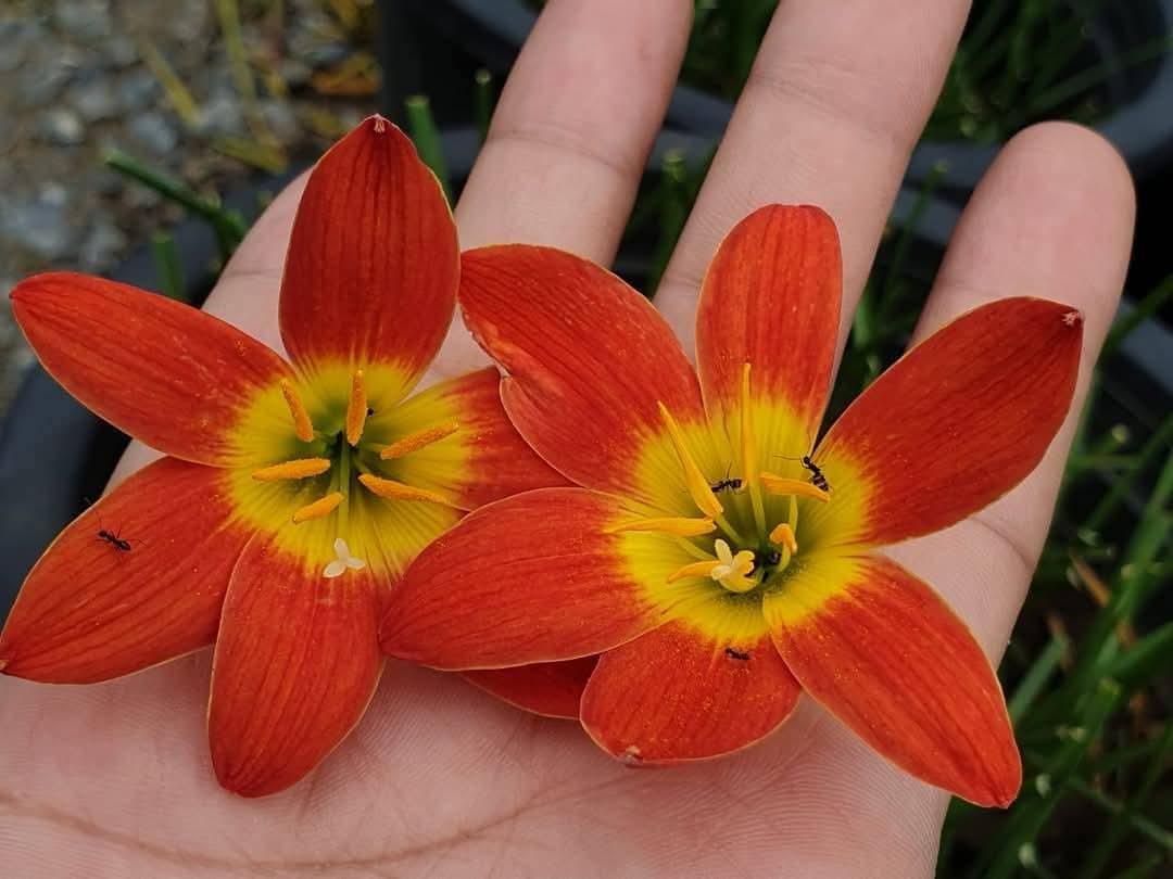 Rain Lily Bloody Moon