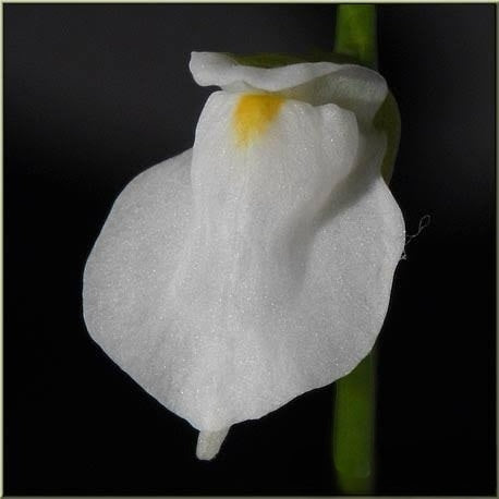 Utricularia Calycifida White Flower