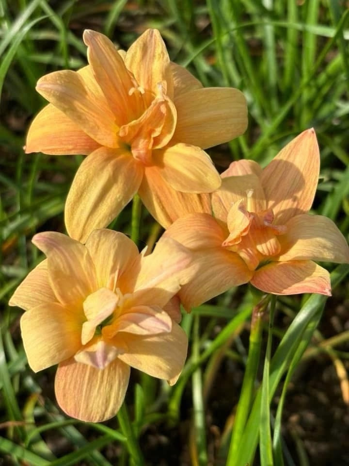 Rain Lily Paradee