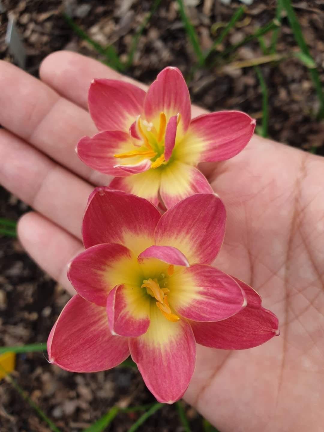 Rain Lily Pink Wadee