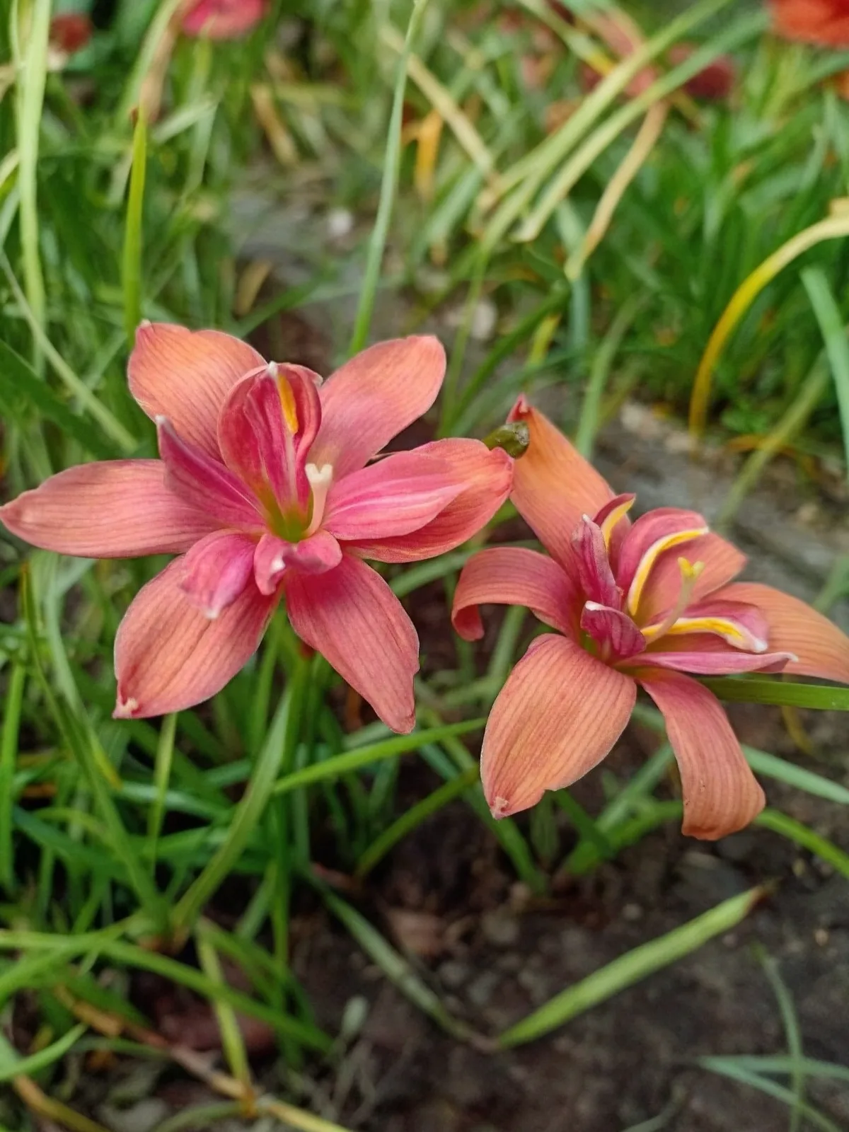 Rain Lily Volcano