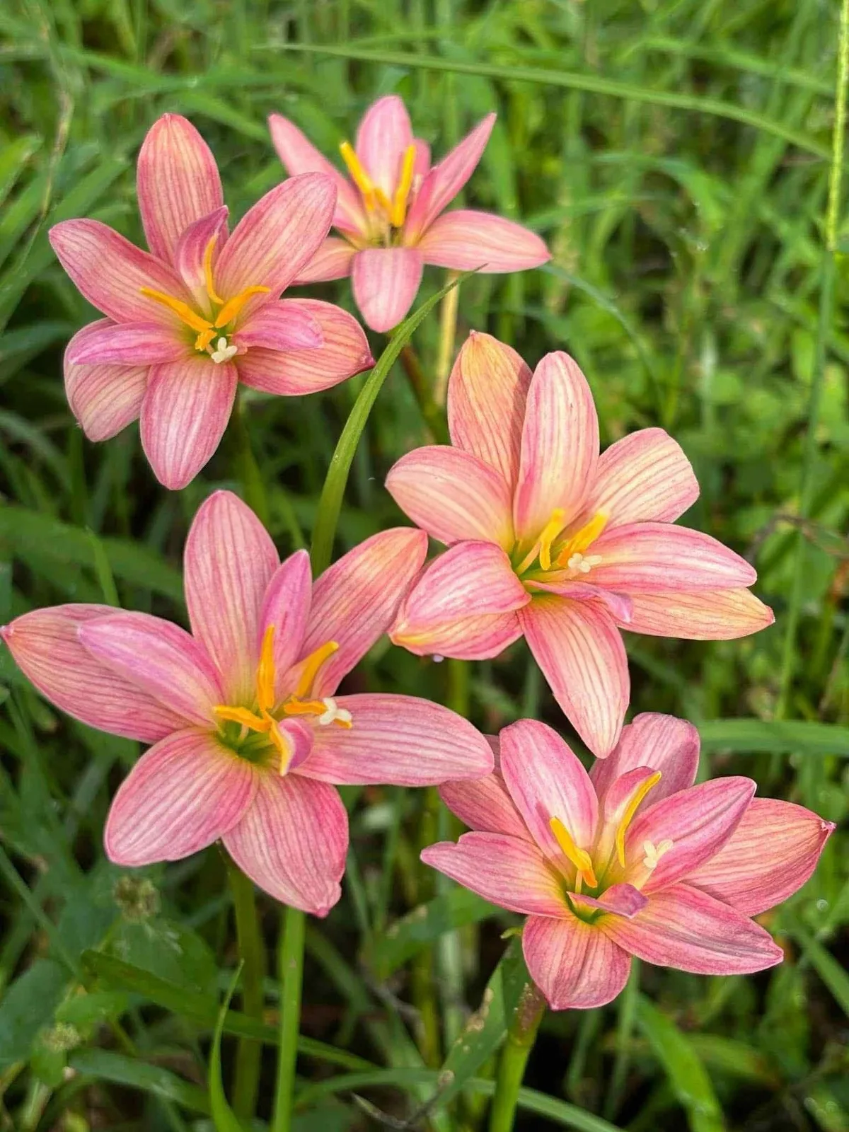 Rain Lily Smoothie Pink