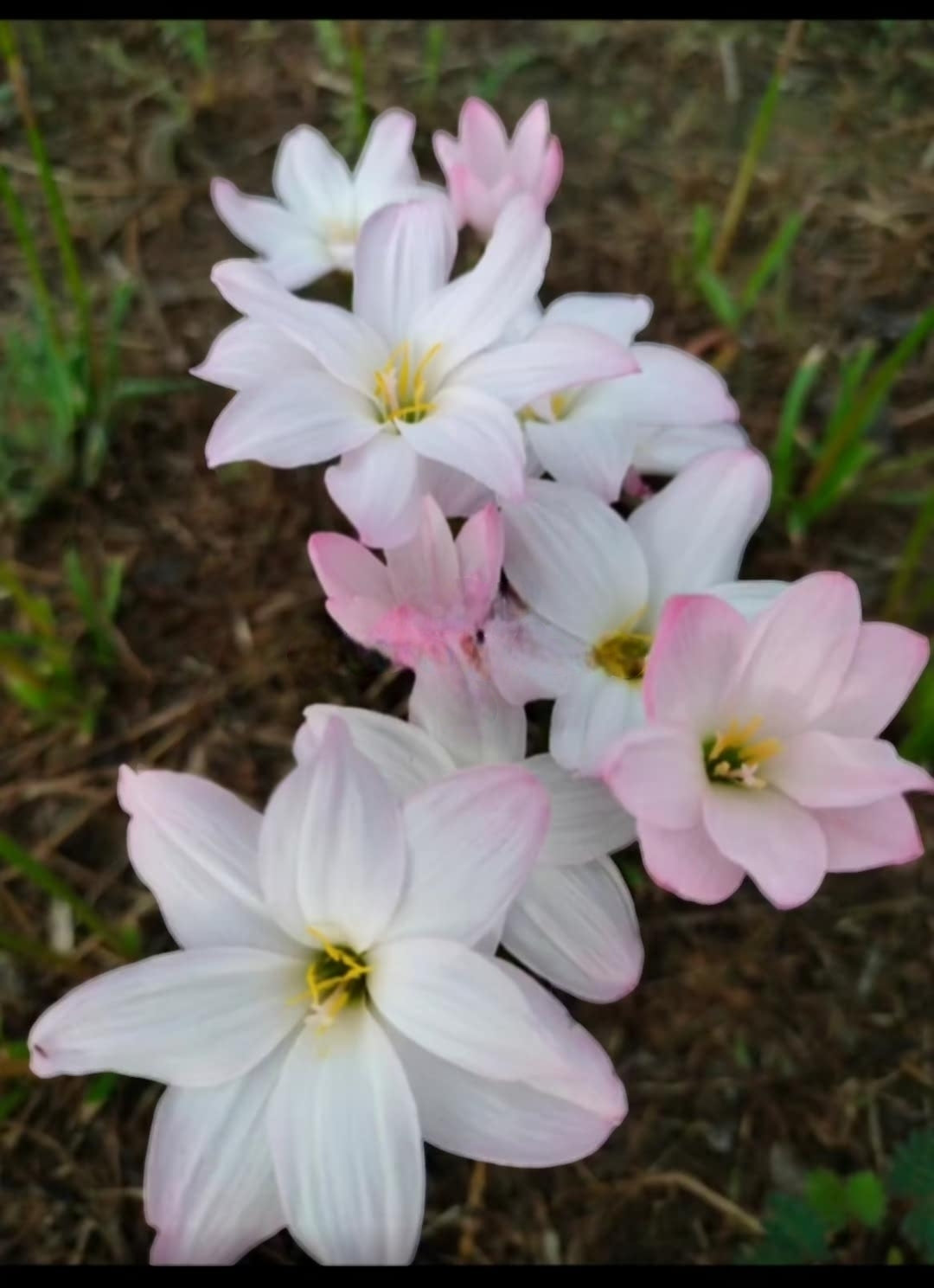 Rain Lily Yuki