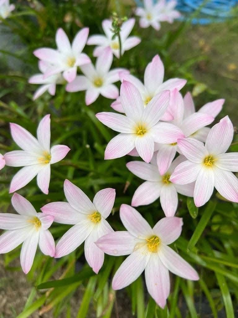 Rain Lily First 5 — Beginner Set