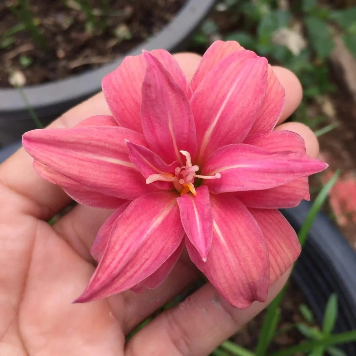 Rain Lily Pink Ruby