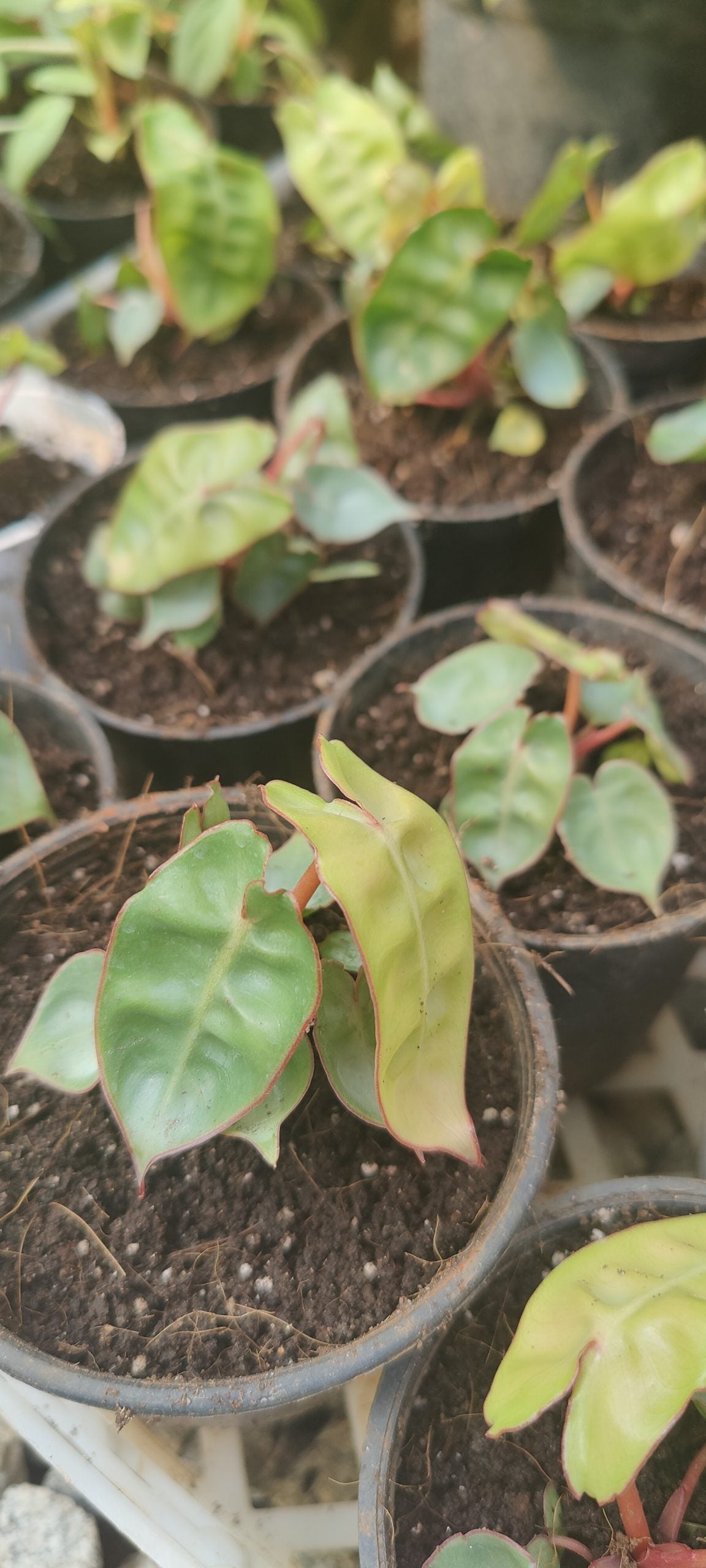 Philodendron Billietiae